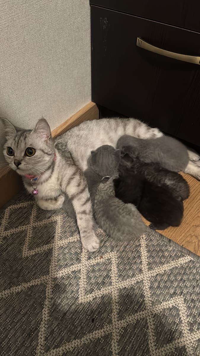 Kittens need a good home