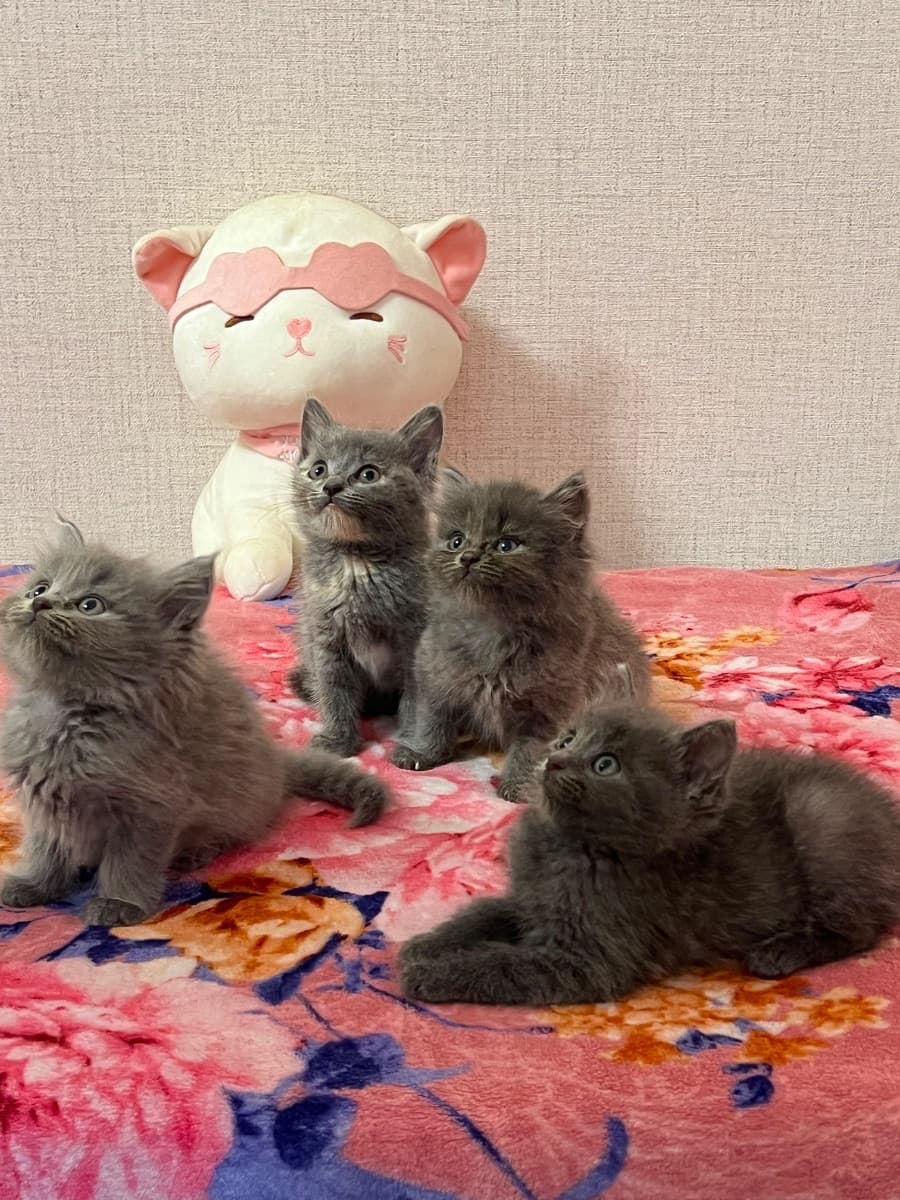 Kittens
