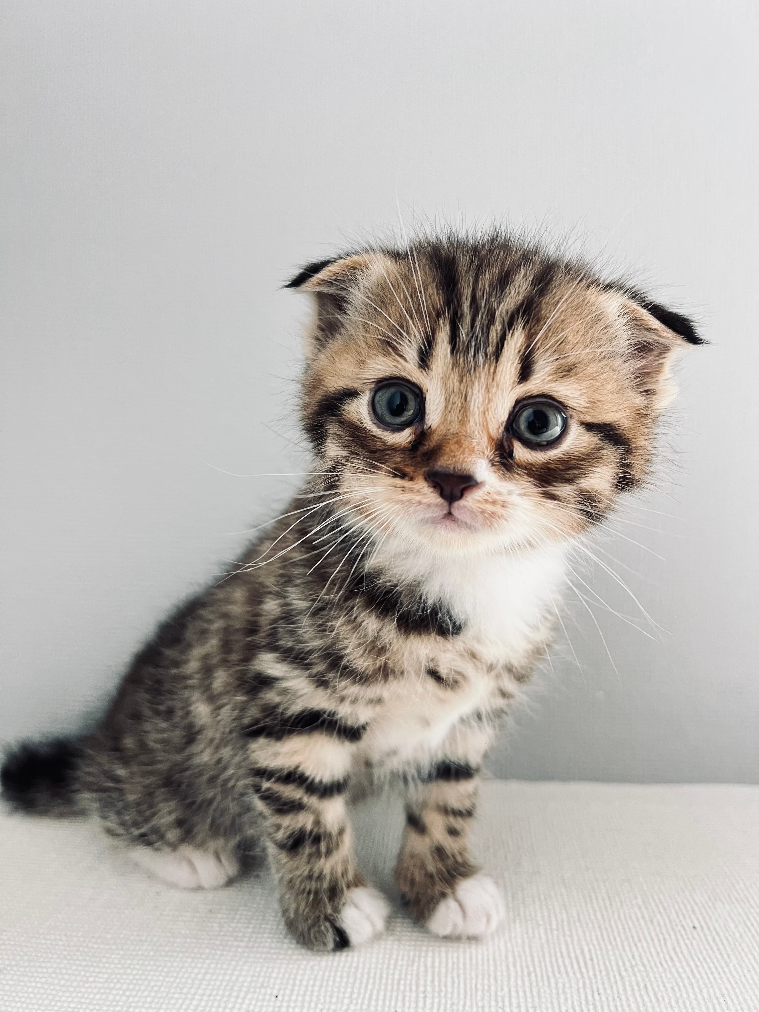 შოტლანდიური ფოლდი🥰 scottish fold