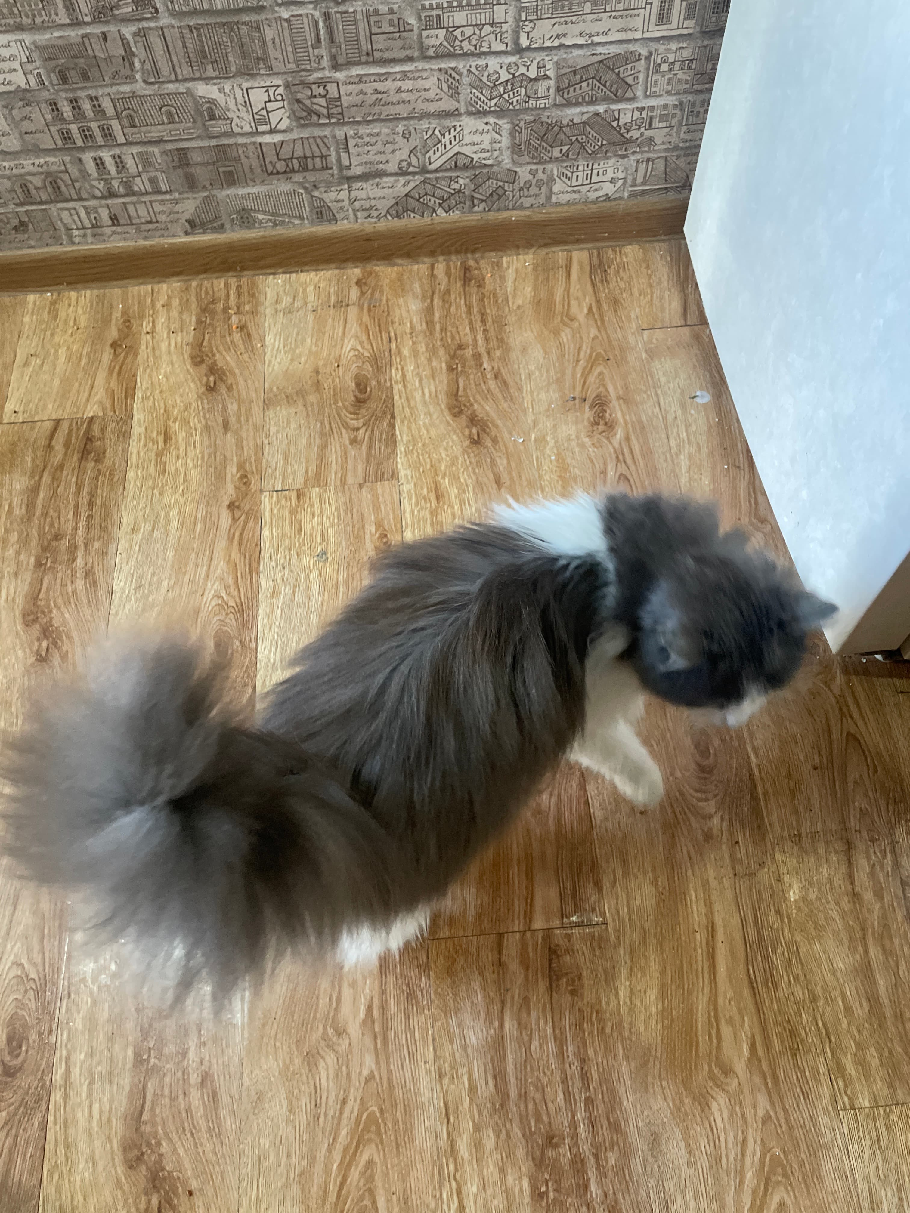 Cat looks like pet cat looking for home