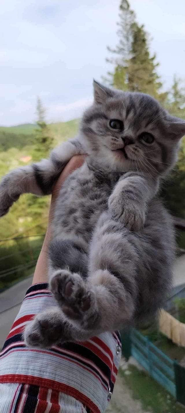 იყიდება ბრიტანული კნუტი